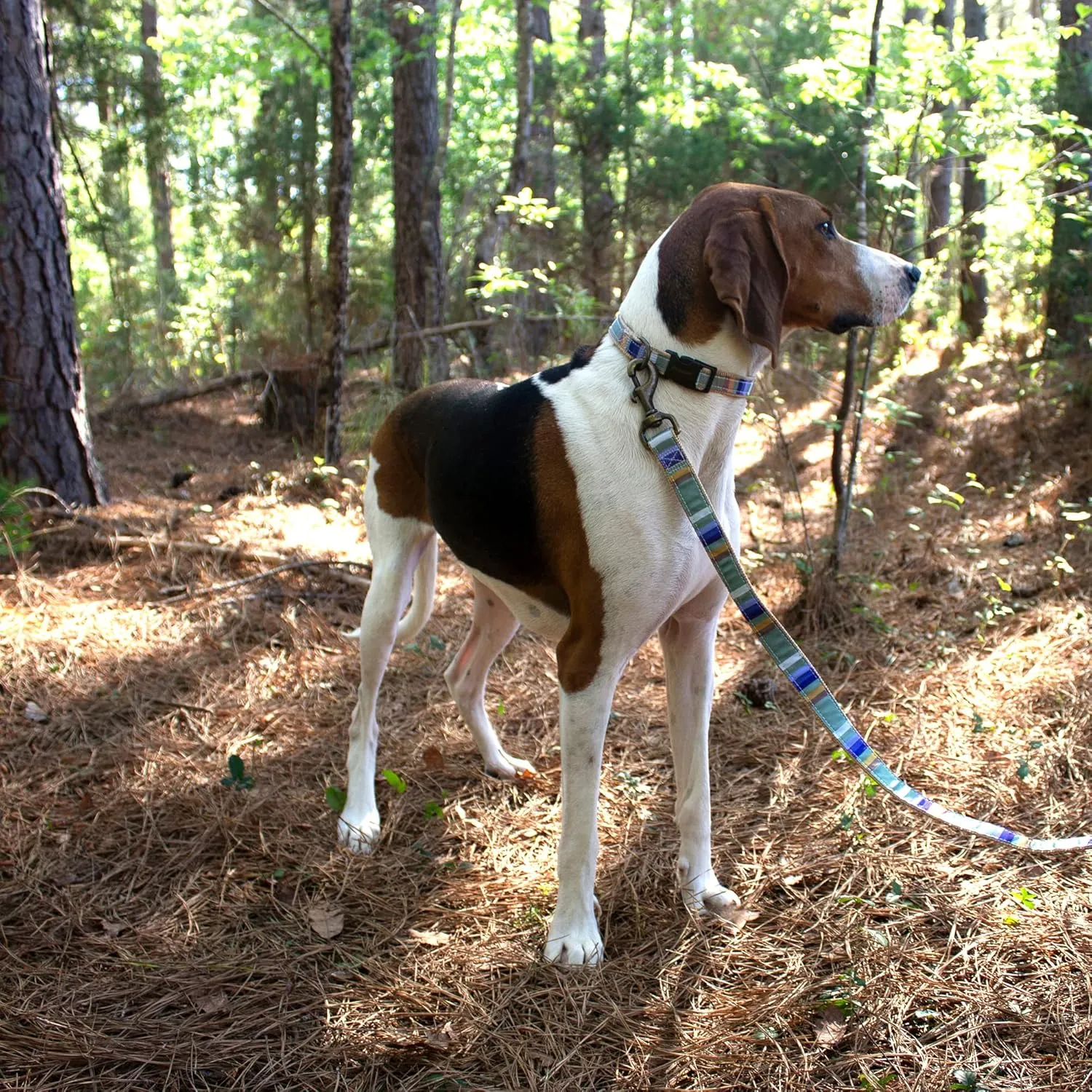 Carolina Pet Pendleton Hiker Rocky Mountain Dog Collar Large